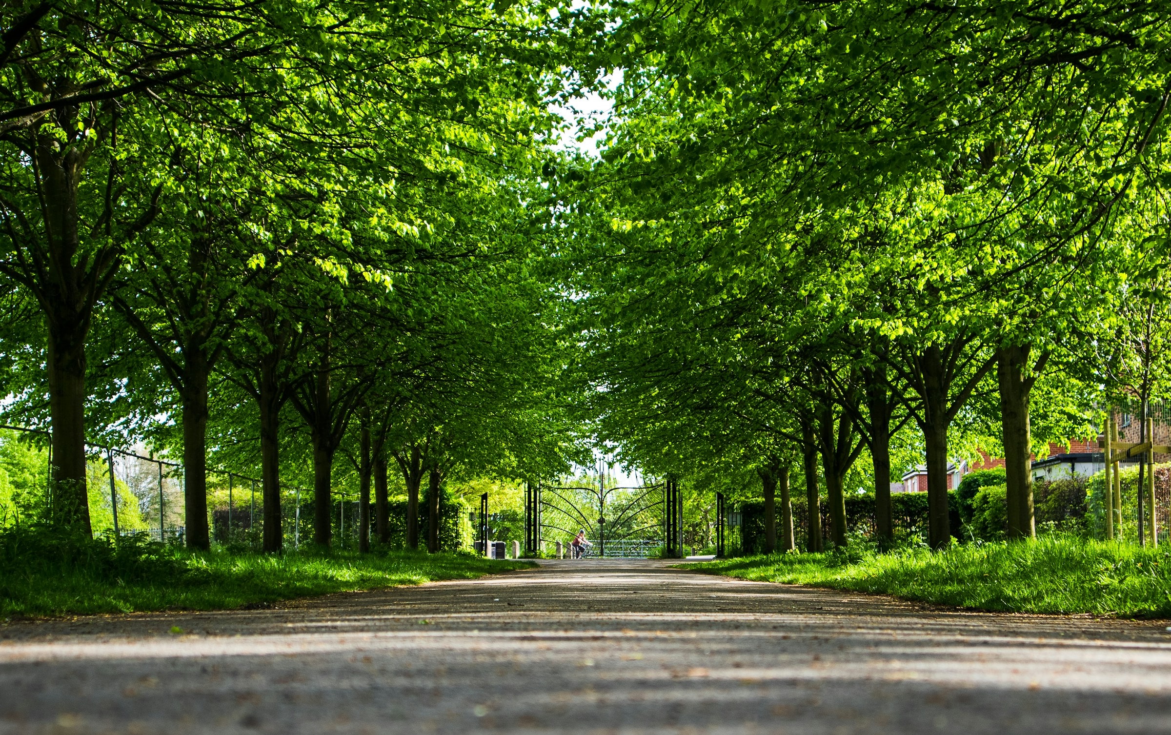 A quiet, tree-lined residential street